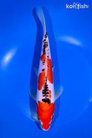 9.25" DOITSU GOSHIKI
