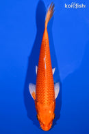 8" ORENJI OGON