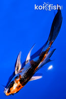 5.5" GINRIN KUJAKU BUTTERFLY