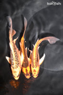 PACK OF (3) 4.5-5" BUTTERFLY KOI