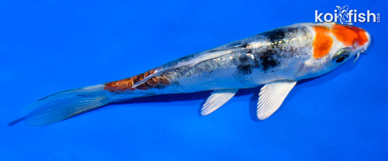 4.5" HEISEI NISHIKI