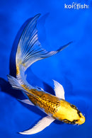 5.75" GINRIN KUJAKU BUTTERFLY