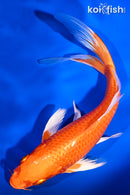 7.75" ORENJI OGON BUTTERFLY