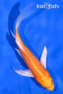 5.25" ORENJI OGON BUTTERFLY