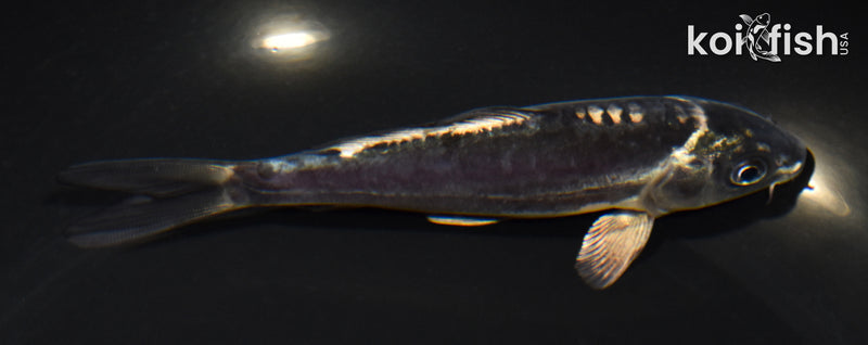 5.5" KIKOKURYU