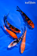 PACK OF (5) 3.75-4.5" STANDARD KOI