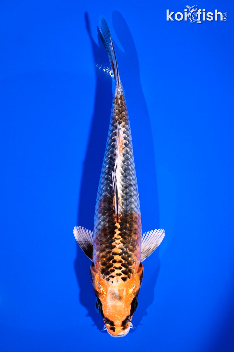 7" KUJAKU