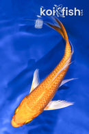 4.25" ORENJI OGON BUTTERFLY
