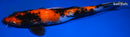 10.75" KIN SHOWA