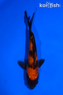 4.5" HI UTSURI BUTTERFLY