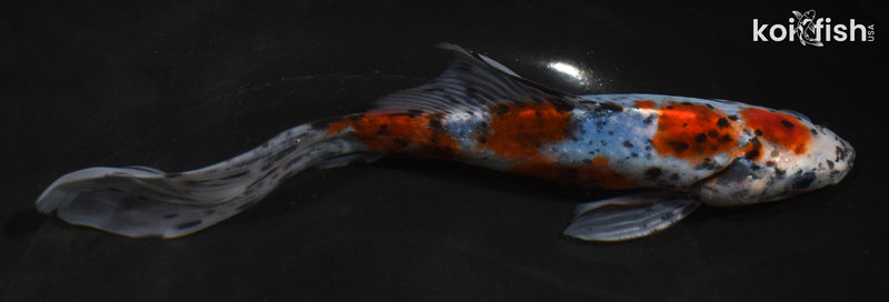 8" SHUBUNKIN GOLDFISH