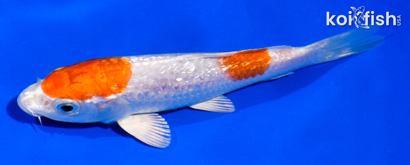 5" GINRIN HARIWAKE