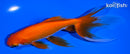 6.5" WATONAI GOLDFISH