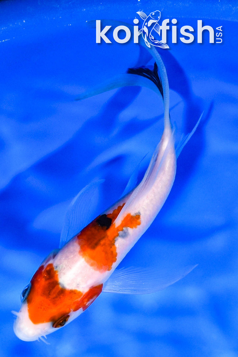 5.25" SANKE BUTTERFLY