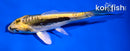 4" KIN KIKOKURYU