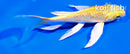 5" GINRIN YAMABUKI OGON BUTTERFLY