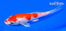 5.5" HARIWAKE