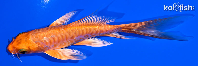 5.5" ORENJI OGON BUTTERFLY