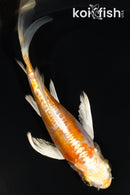 4.5" DOITSU HARIWAKE BUTTERFLY