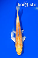 6" YAMABUKI OGON