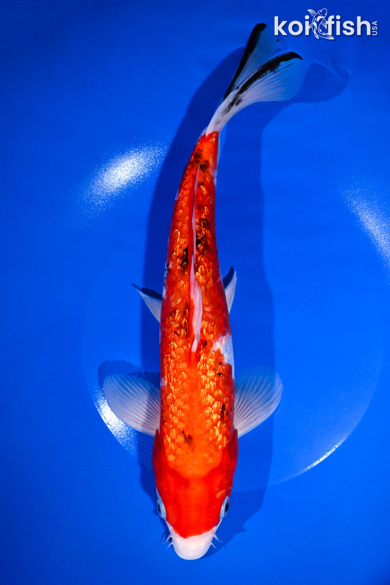 11.25" GINRIN SANKE