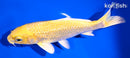 6.25" GINRIN YAMABUKI OGON