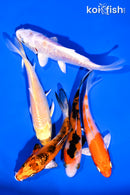 PACK OF (5) 4-4.25" STANDARD KOI