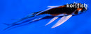 5" KUJAKU BUTTERFLY