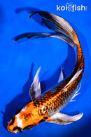 8.75" BENI GINGA BUTTERFLY