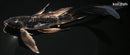 9.75" KIKOKURYU BUTTERFLY