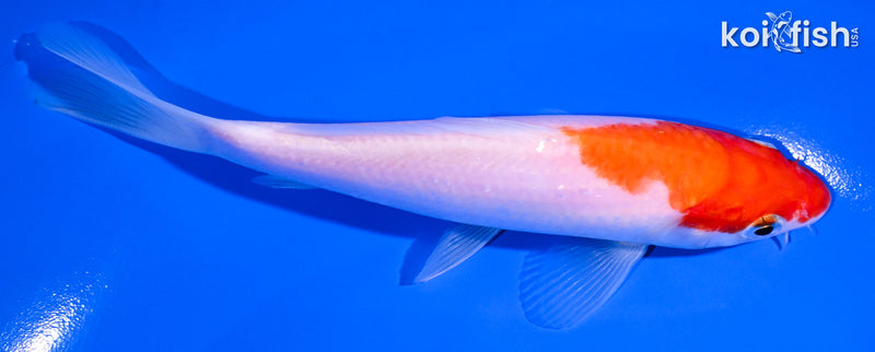 5.5" KOHAKU