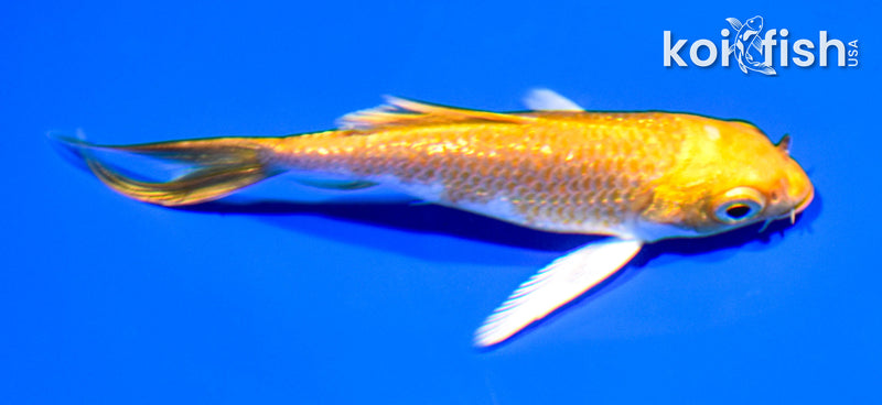 3.75" GINRIN YAMABUKI OGON BUTTERFLY