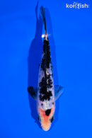 6" SHIRO BEKKO