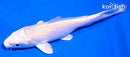 5" PLATINUM OGON