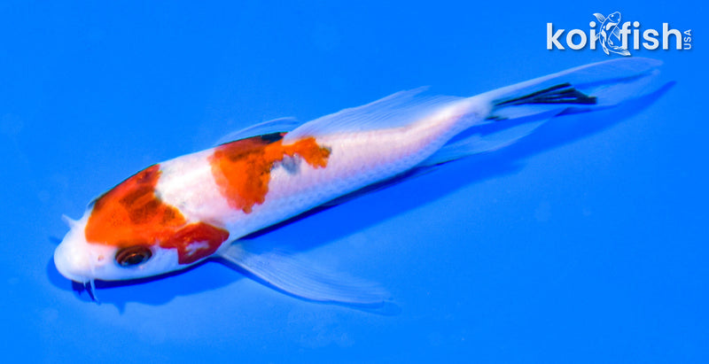 5.25" SANKE BUTTERFLY