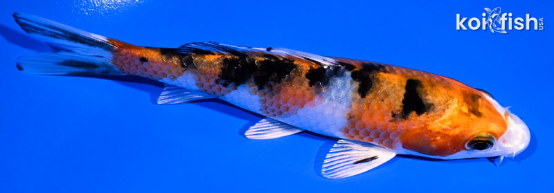 5" YAMATO NISHIKI