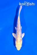 4.5" ARAGOKE LEMON HARIWAKE