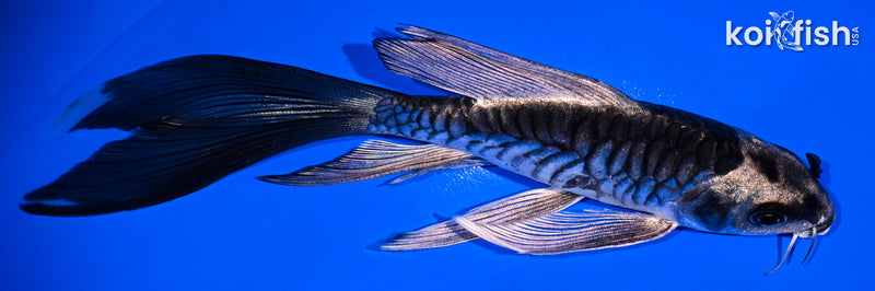 5.25" KIKOKURYU BUTTERFLY