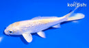 5" GINRIN LEMON HARIWAKE