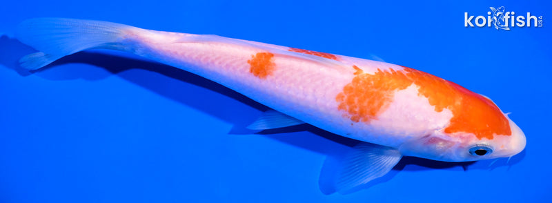 6.5" KOHAKU
