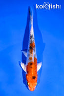 5" YAMATO NISHIKI