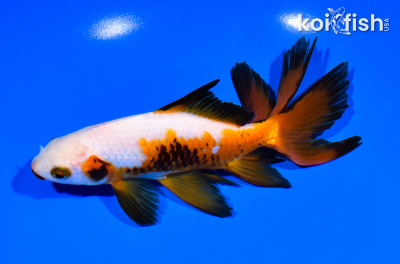5.75" WATONAI GOLDFISH