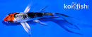 4.5" HEISEI NISHIKI BUTTERFLY