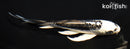 6" KIKOKURYU BUTTERFLY