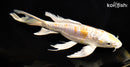 9.25" ARAGOKE LEMON HARIWAKE BUTTERFLY
