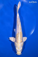 8.75" DOITSU HARIWAKE