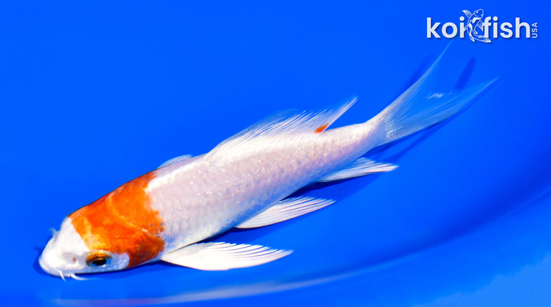 5.5" HARIWAKE BUTTERFLY