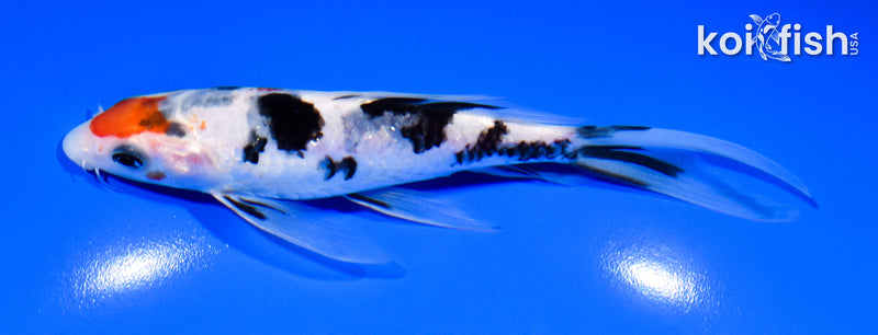 6" SANKE BUTTERFLY