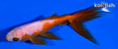 5" WATONAI GOLDFISH