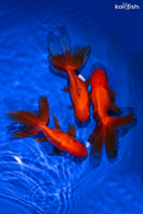 PACK OF (3) 5" ORANDA GOLDFISH